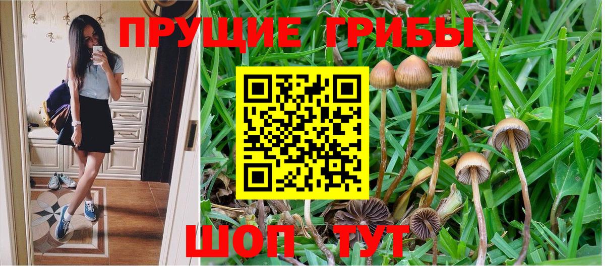 Раменское  Галлюциногенные грибы Cubensis  Вход с VPN 